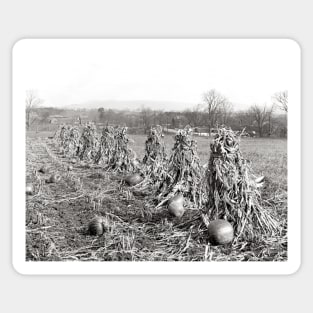 Harvest Season, 1906. Vintage Photo Sticker